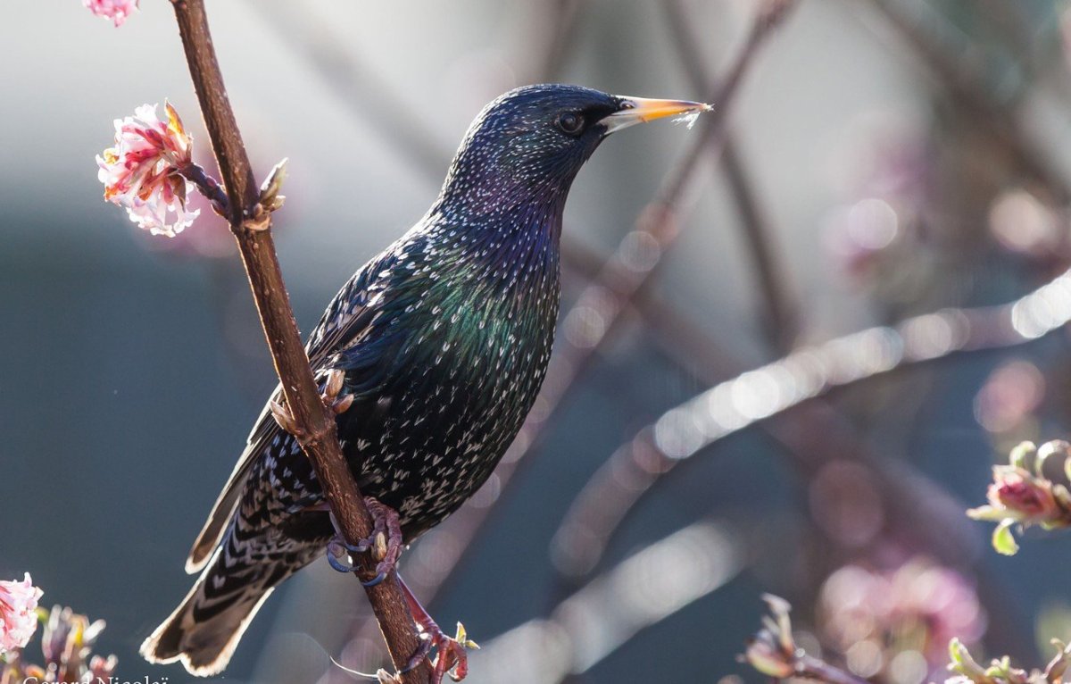 Апрельский скворец