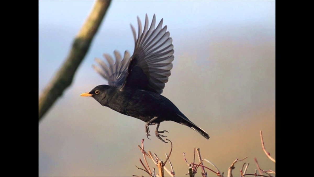 Чёрный Дрозд в полёте