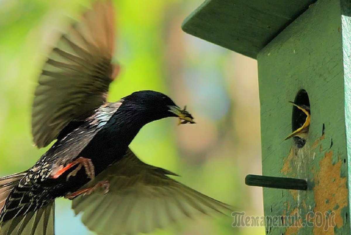 Скорец, суворовушка, скворечник