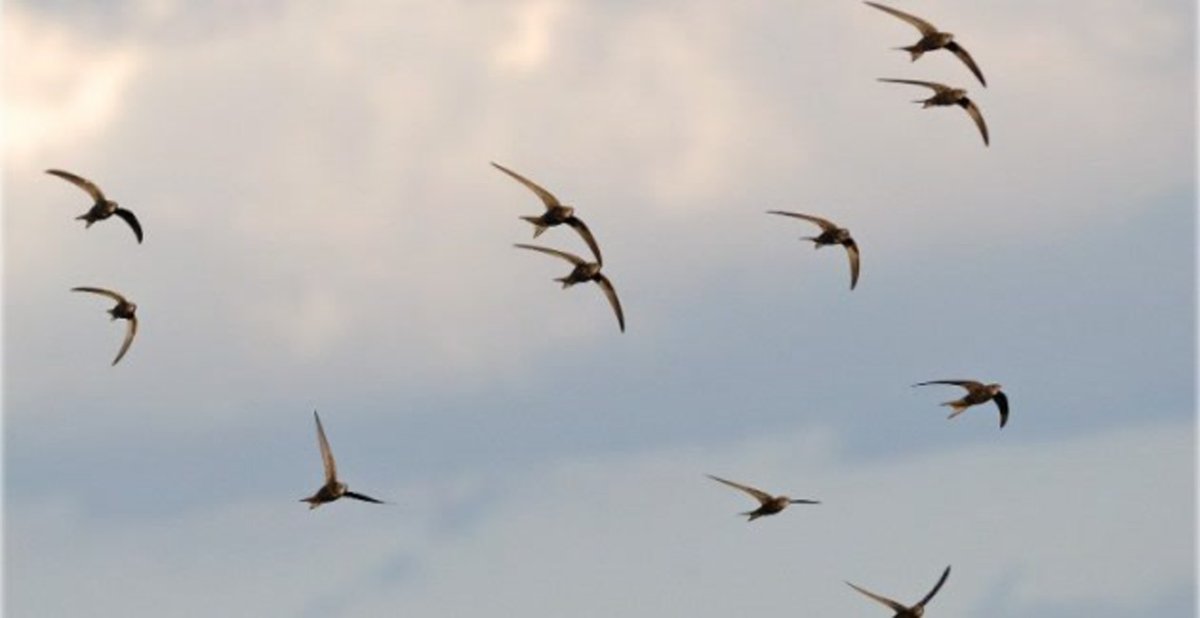 Стрижи в небе птицы