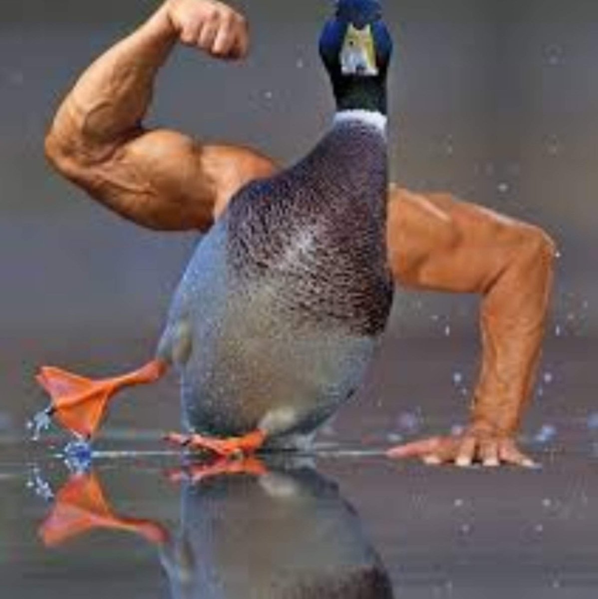 Накаченный Гусь