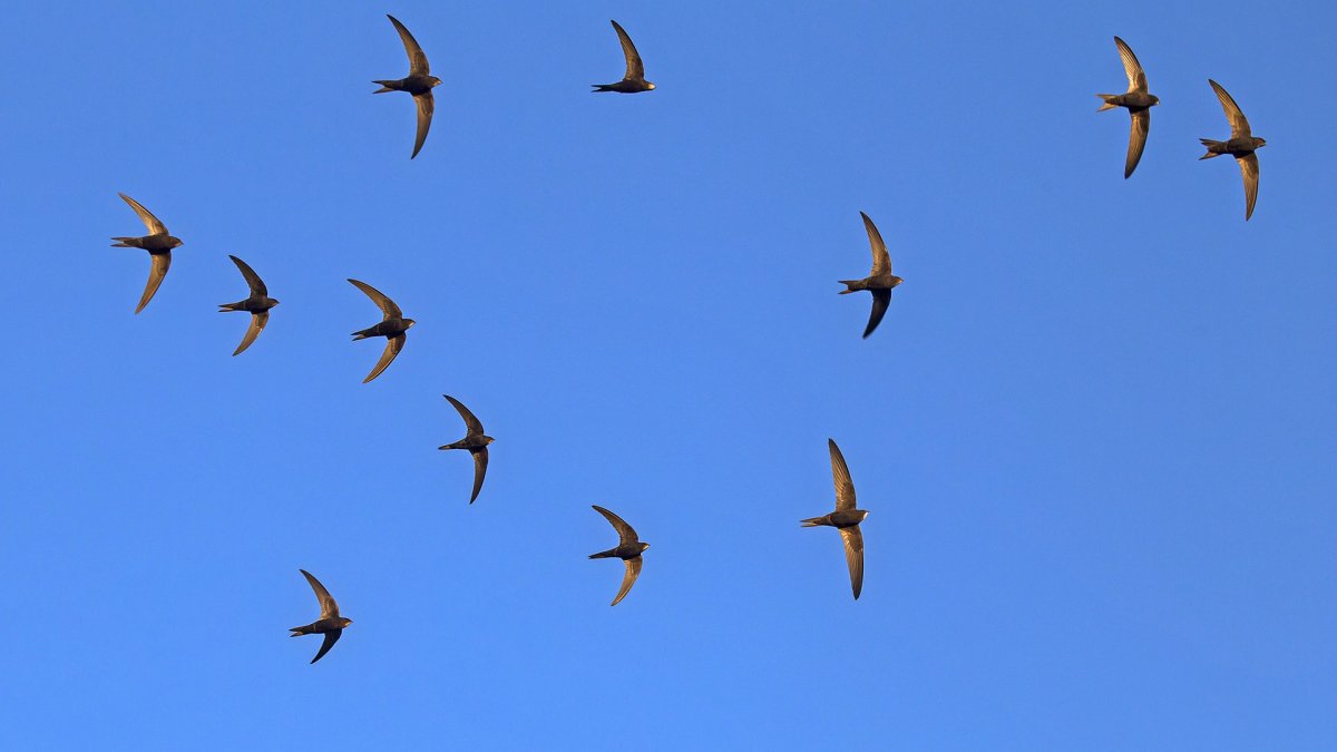 Стая Стрижей