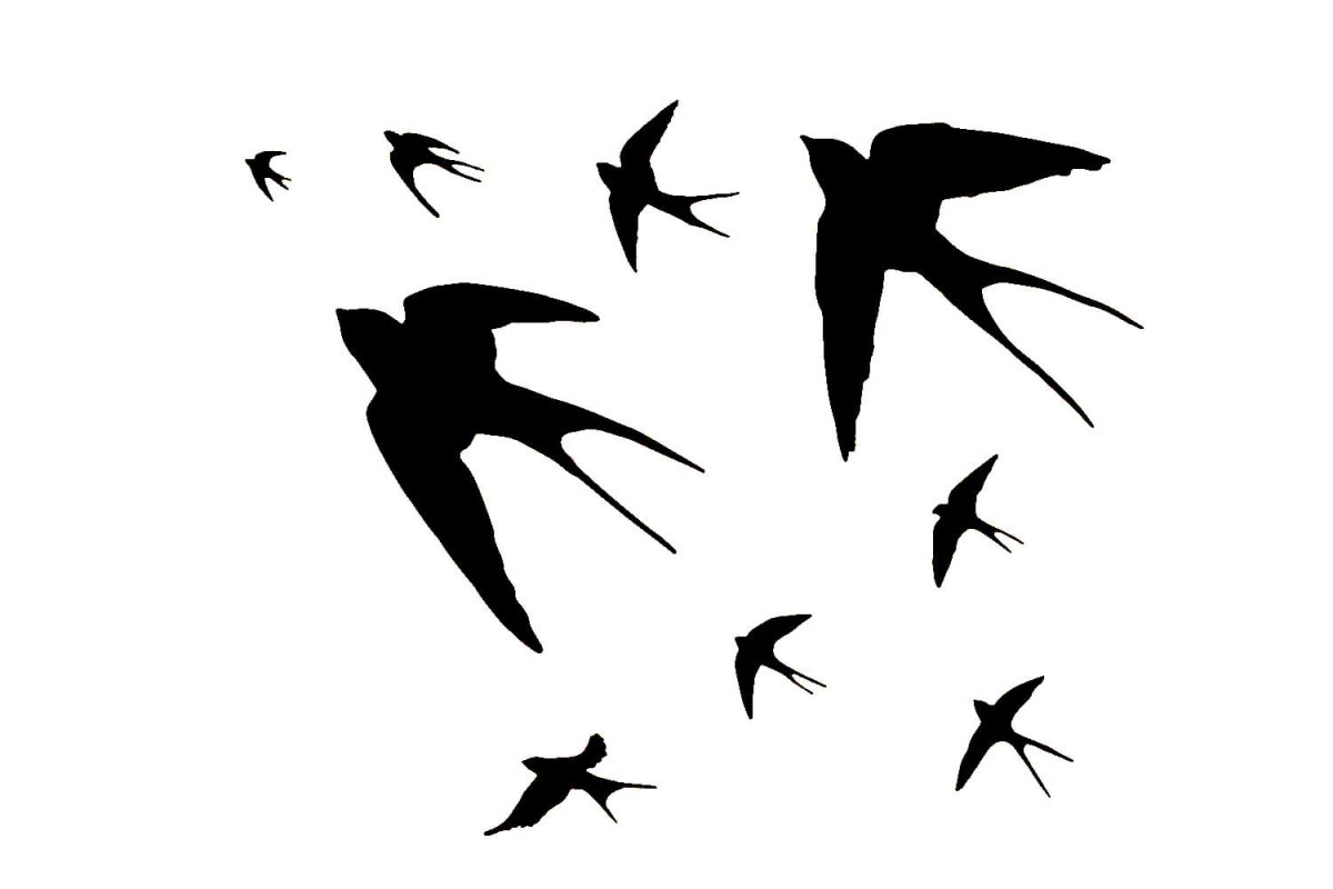 Силуэт ласточки в полете
