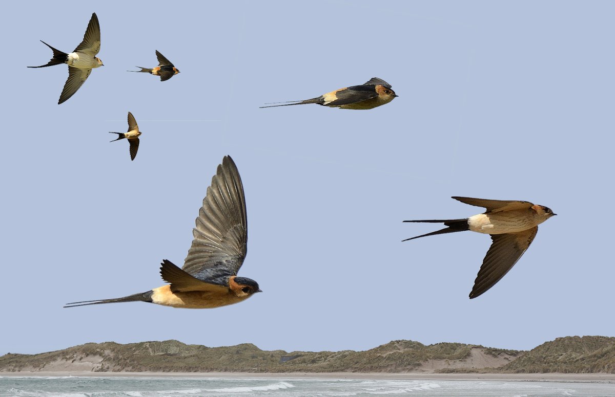 Ласточка порхает