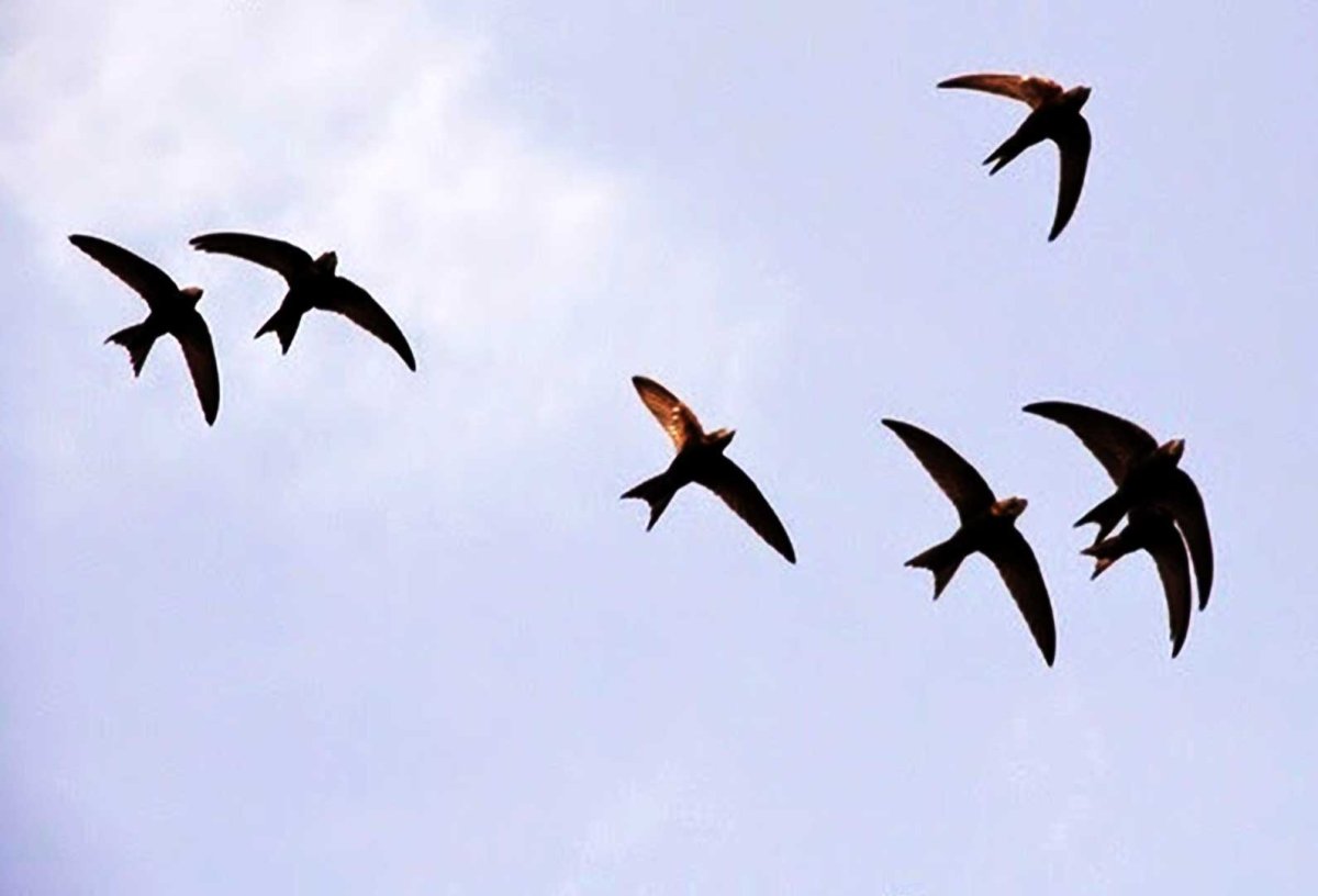 Стрижи в небе птицы