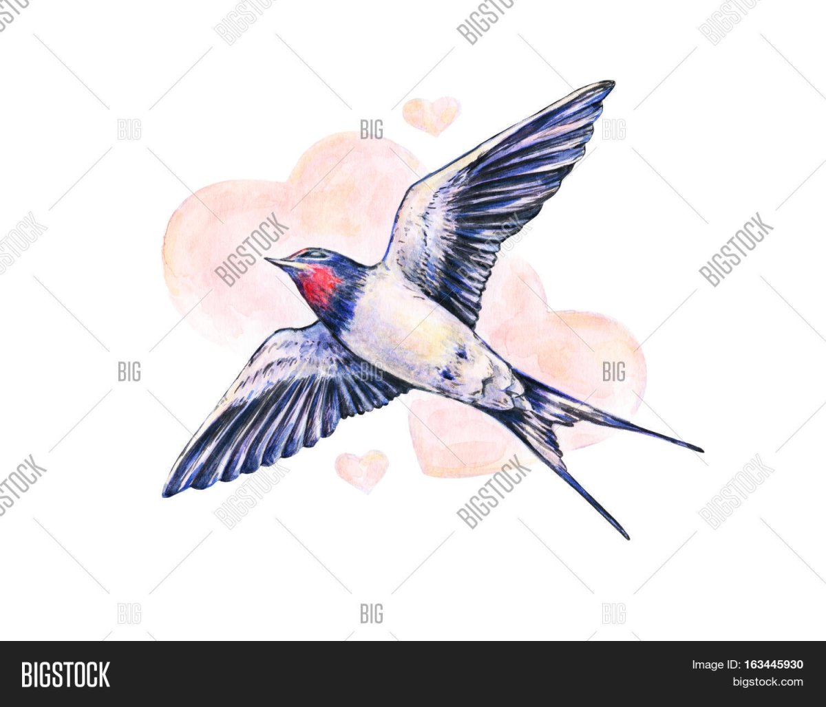 Ласточка акварель