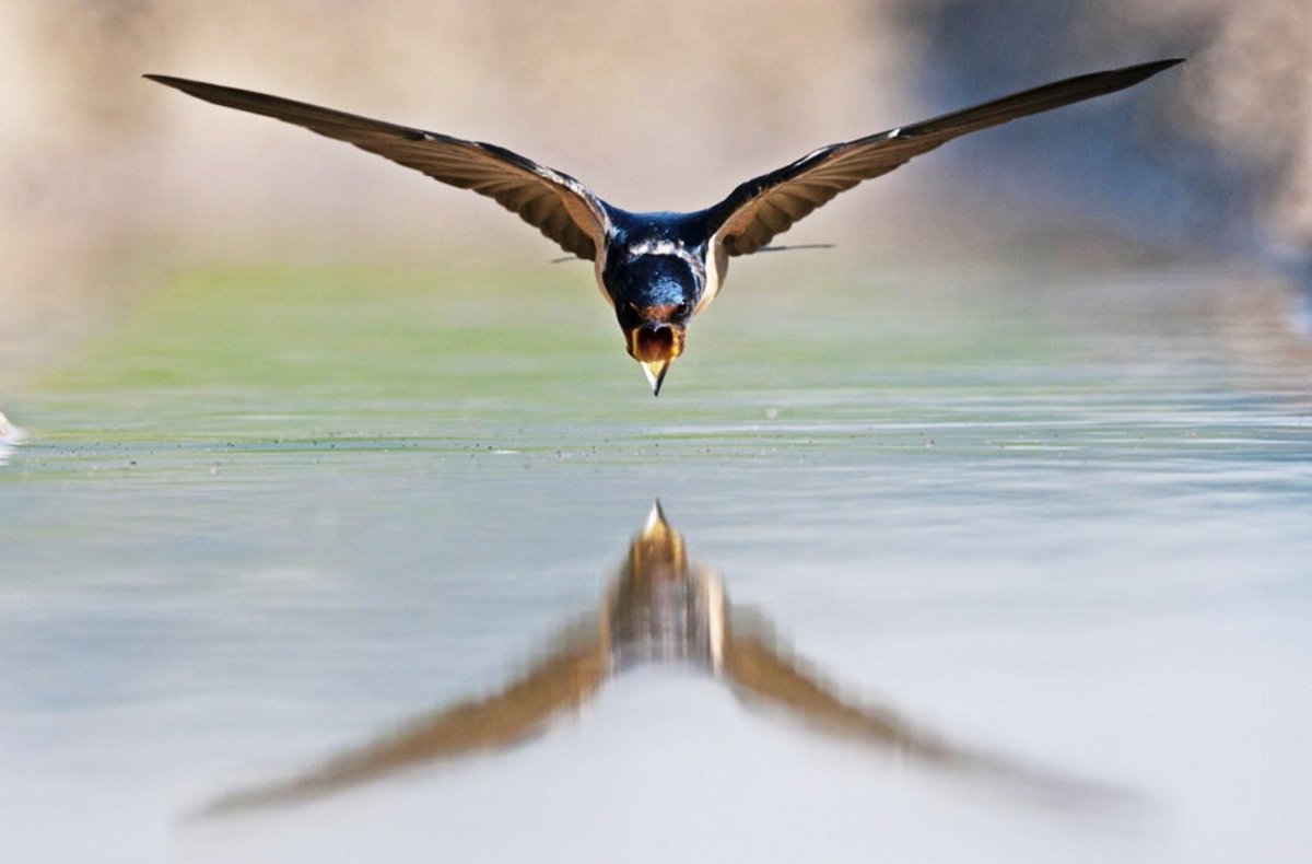 Ласточка охотится