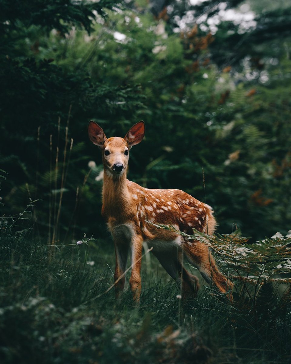 Олень и олениха