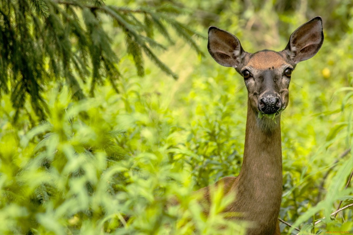 Косуля животное