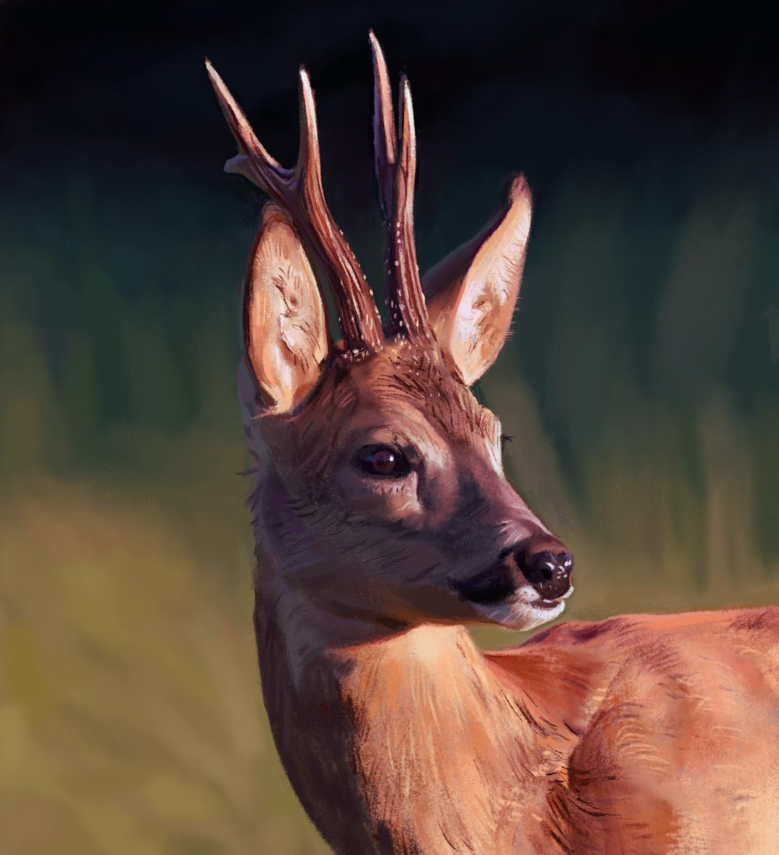 Европейская косуля Оленевые