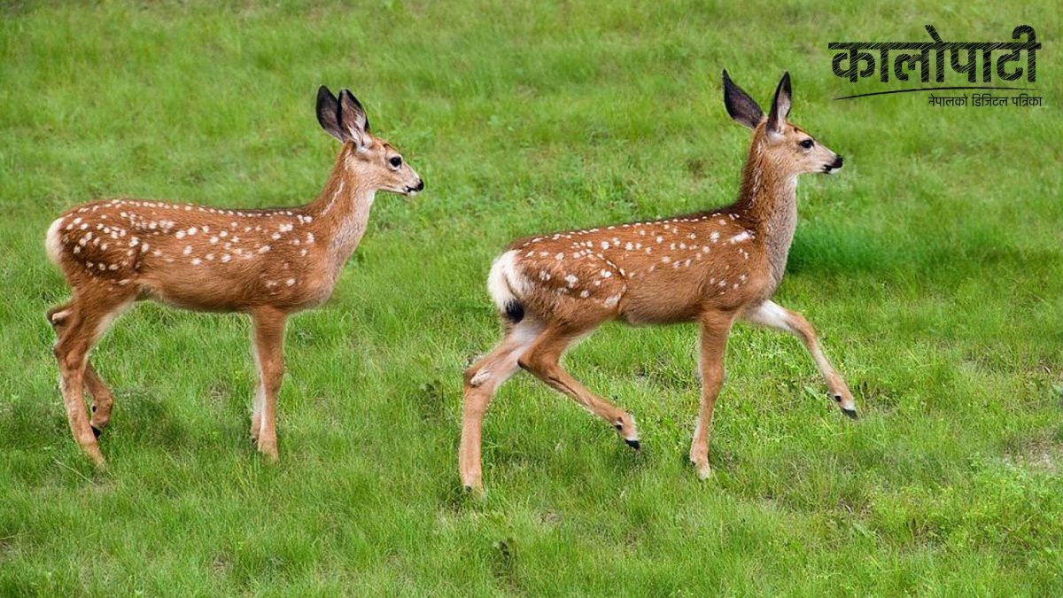 Олени маралы пятнистые