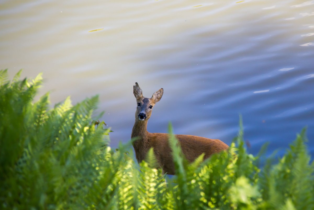Европейская Лань косуля