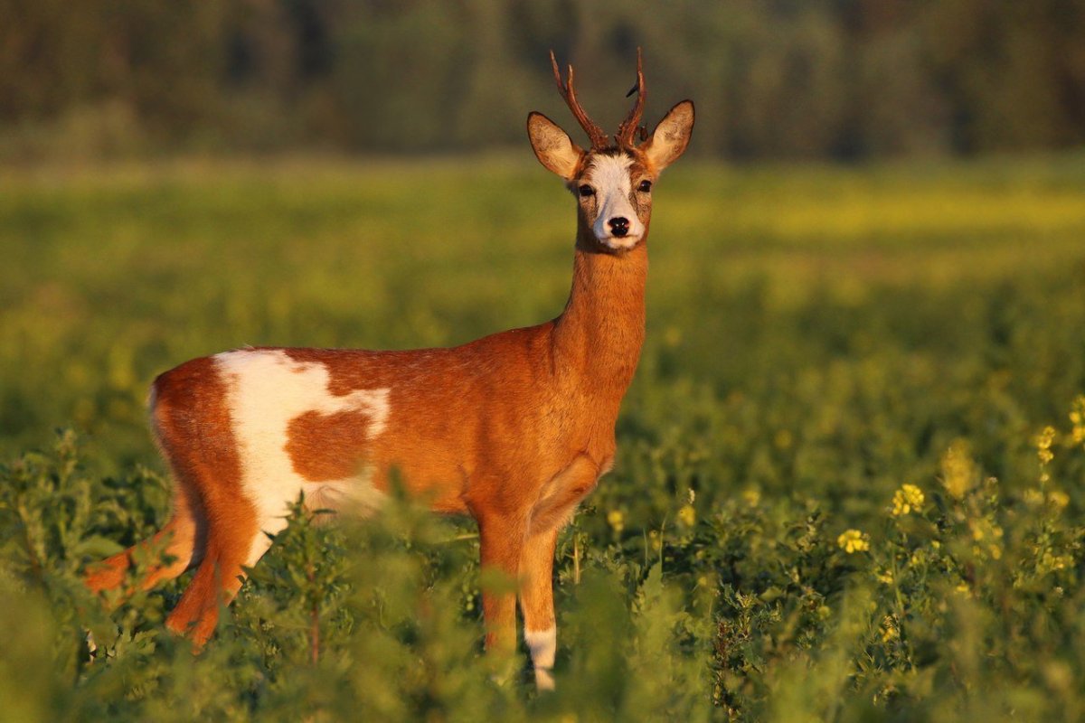 Сибирская косуля летом