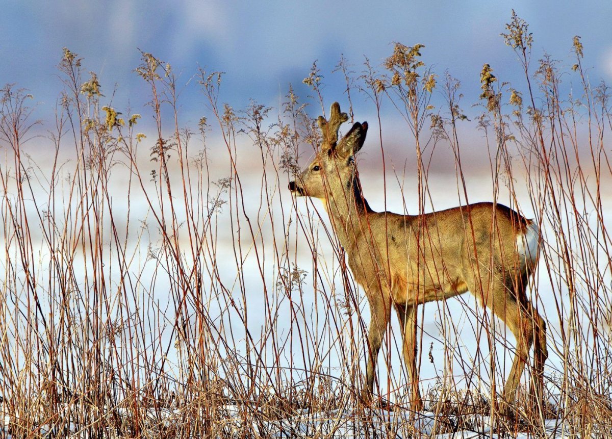 Изюбрь детеныш