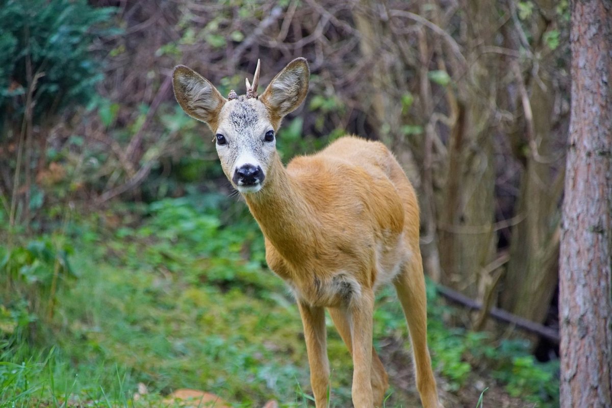 Косуля Крымская