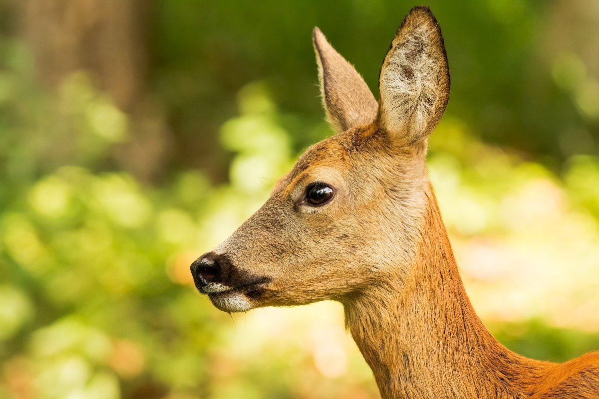 Европейская косуля
