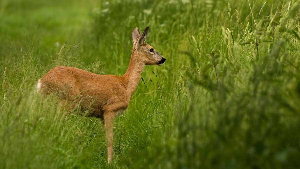 Кавказский заповедник косуля