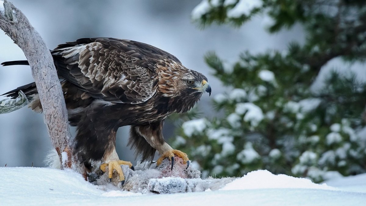 Орлан Орел Коршун