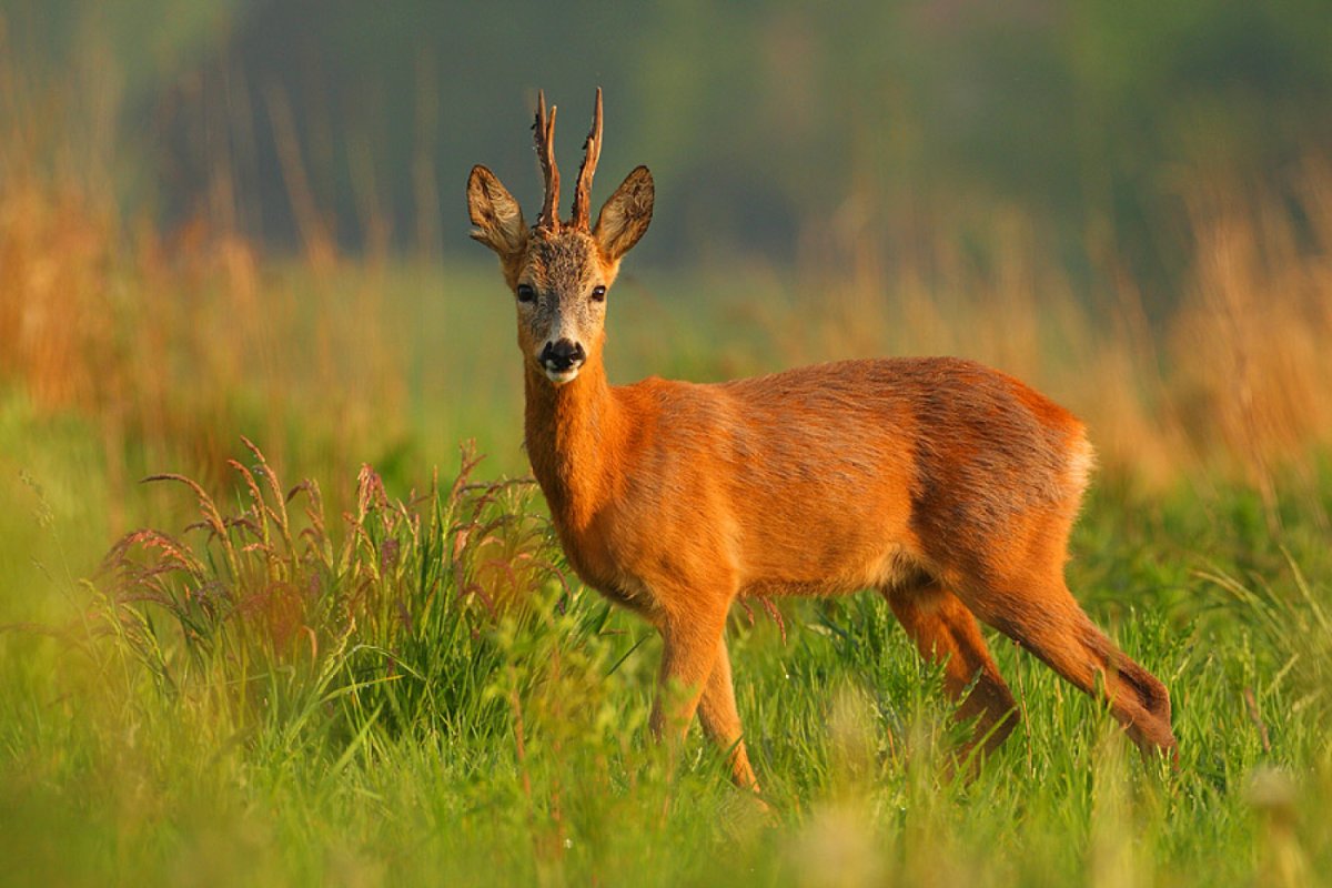 Европейская косуля кавказский заповедник