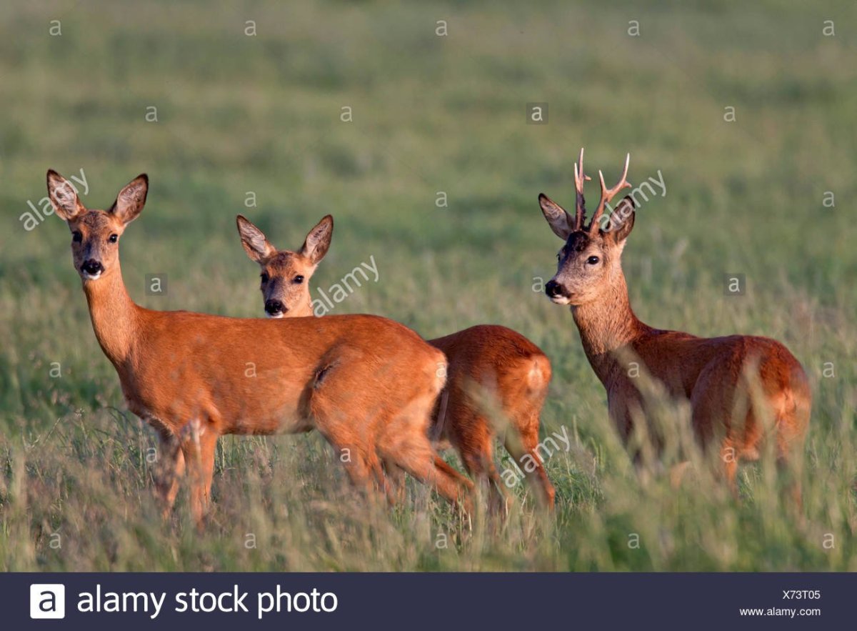 Косуля европейская (лат. Capreolus capreolus)