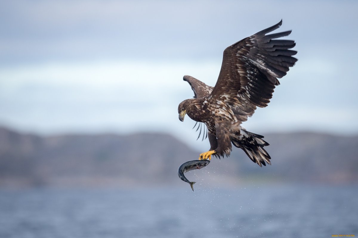 Ястреб-тетеревятник фото