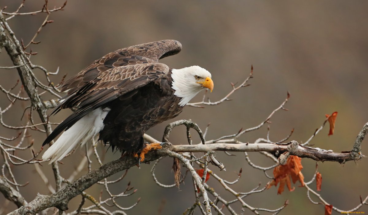 Хищные птицы Азербайджана