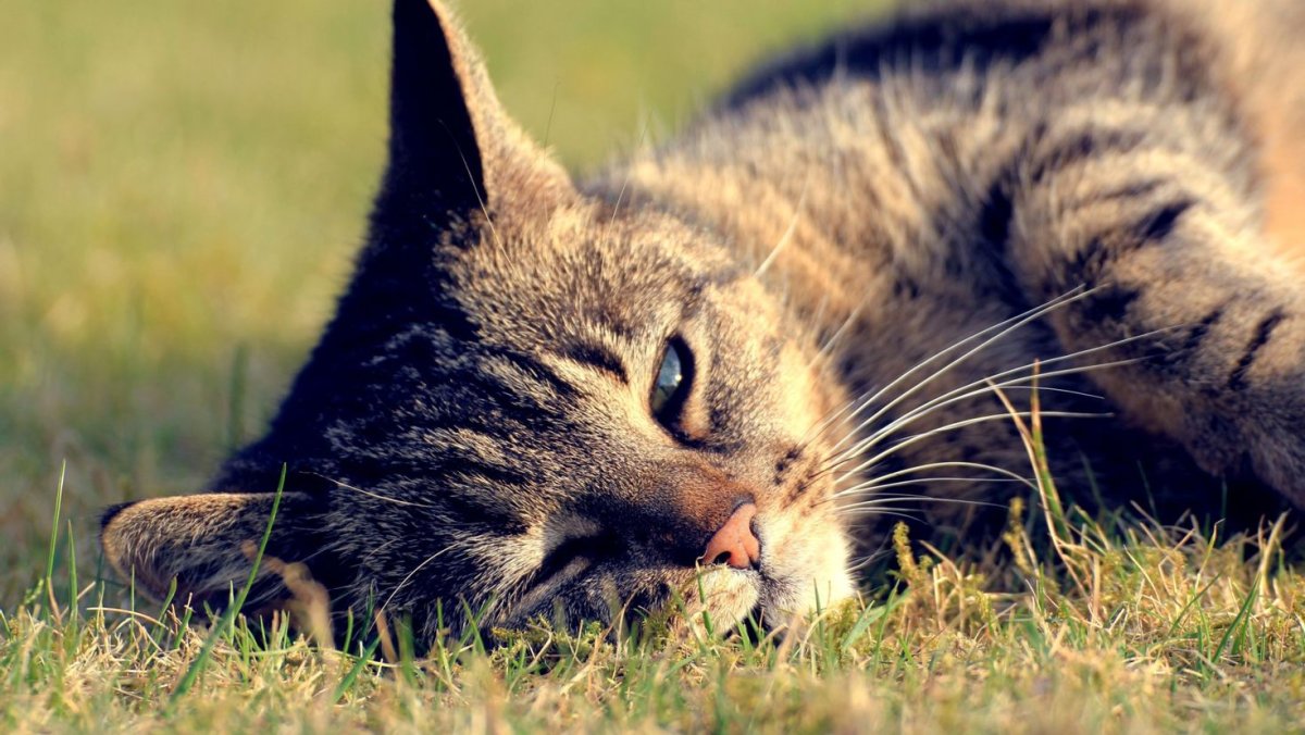 Котик летом