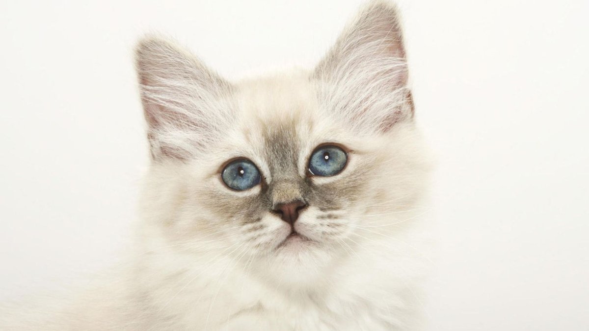 Невская маскарадная кошка