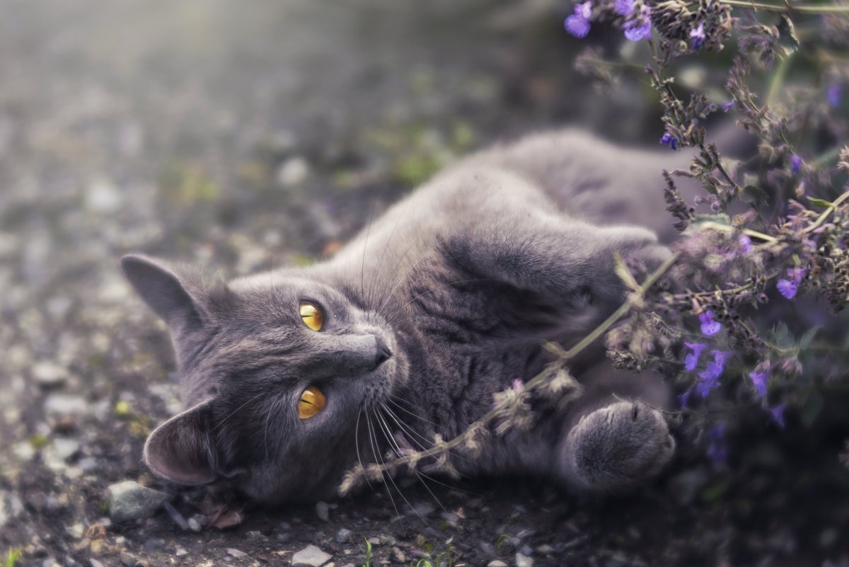 Серые кошки в цветах