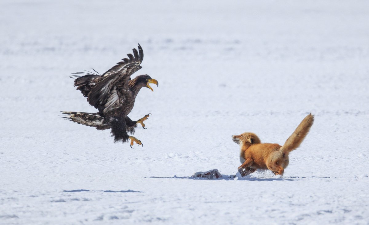 Мохноногий канюк или Зимняк