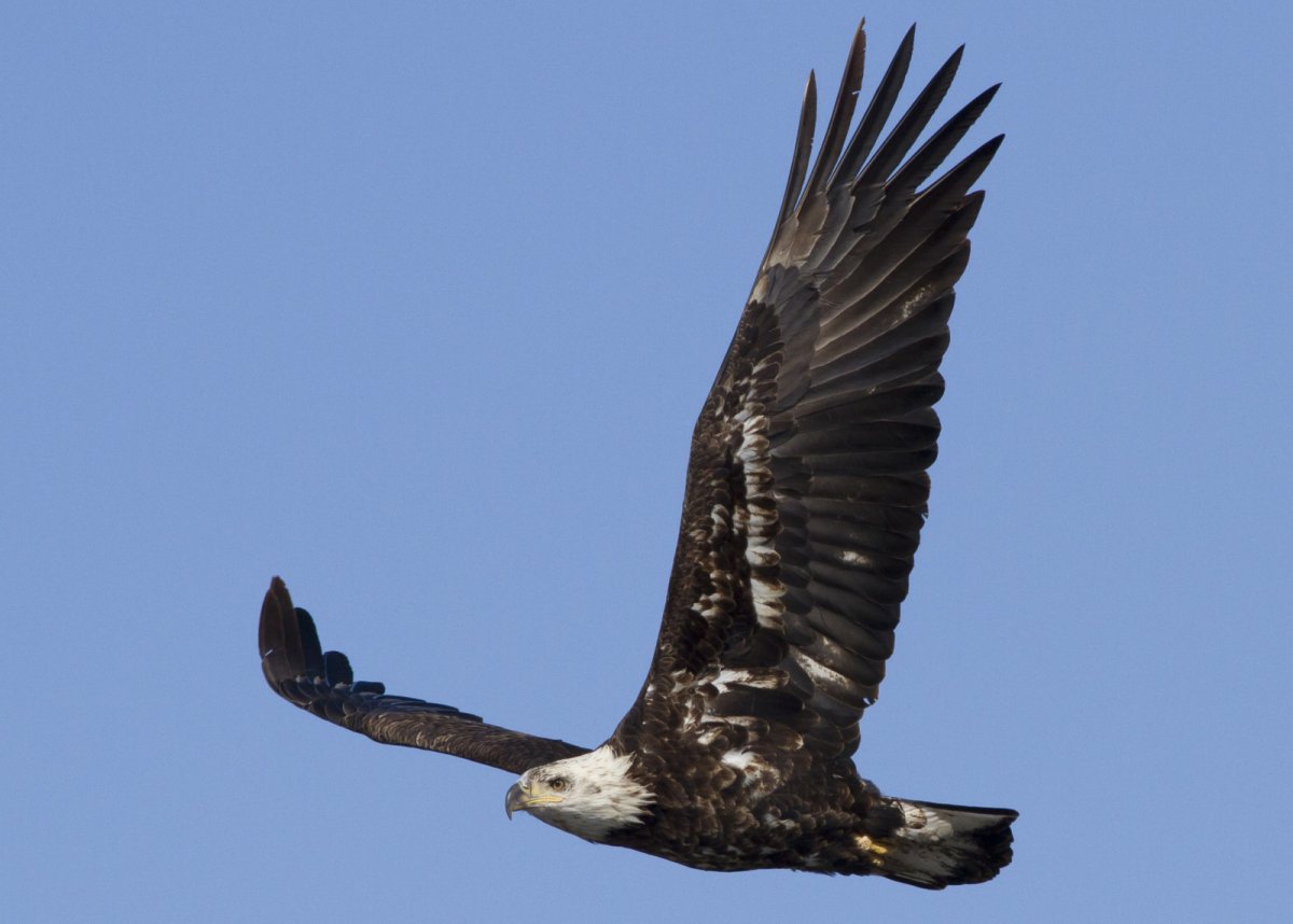 Сапсан. Балобан