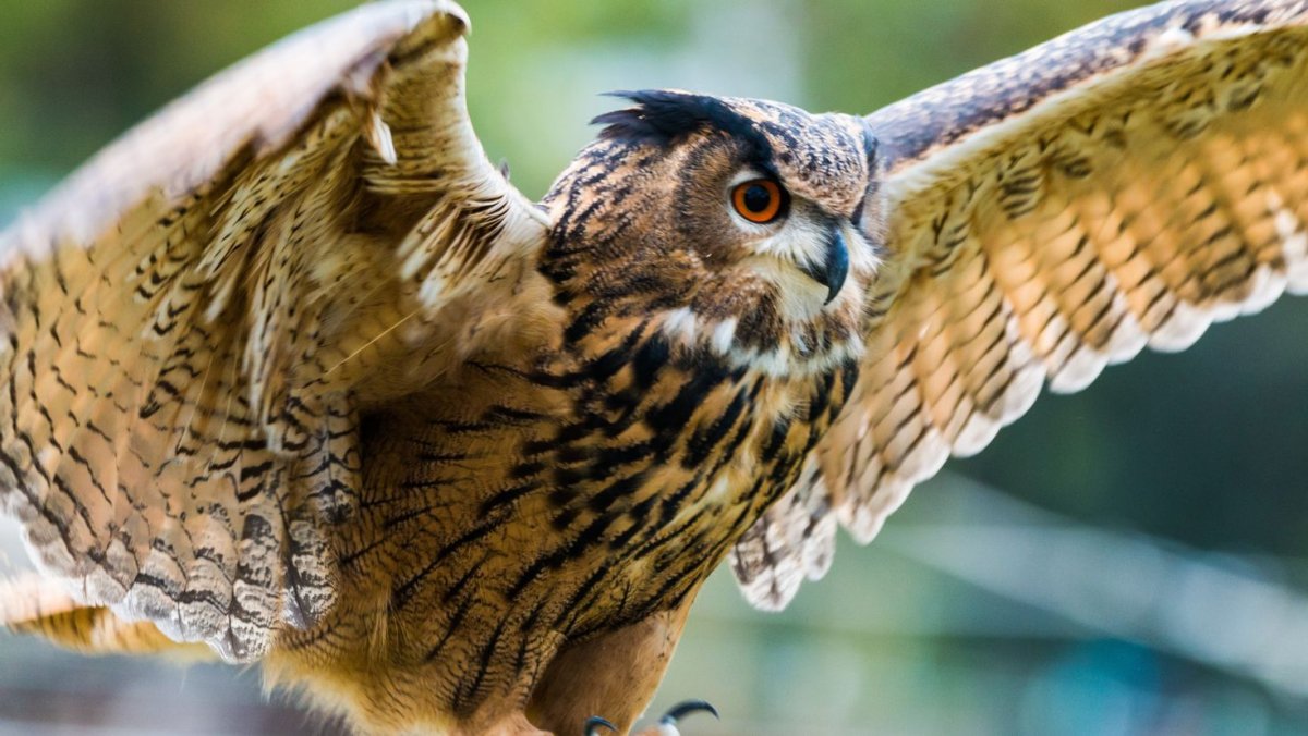 "Белоголовый Орлан"