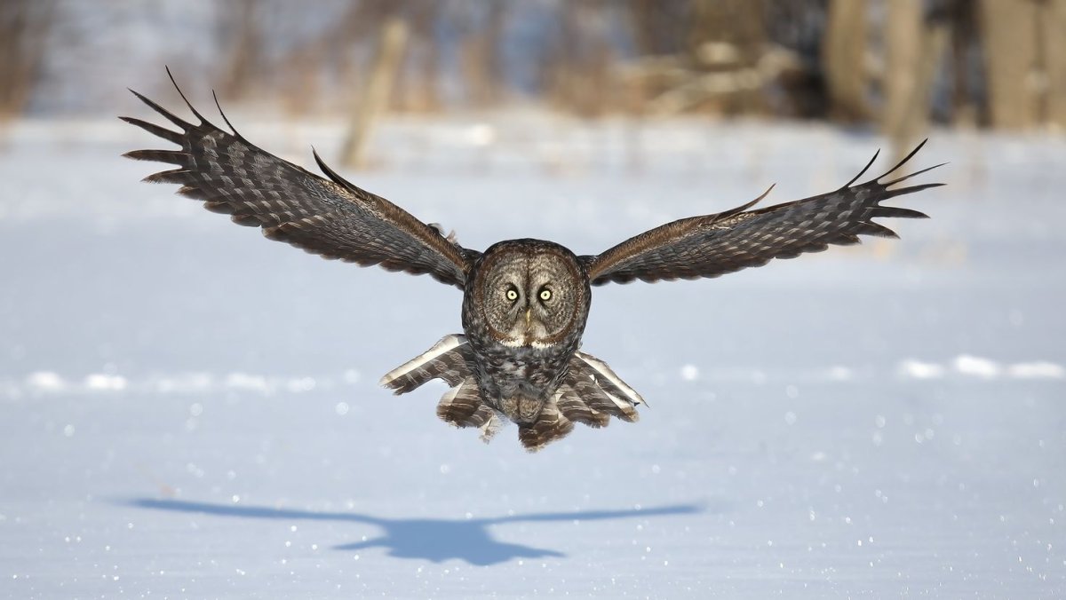 Орлан белохвост картина