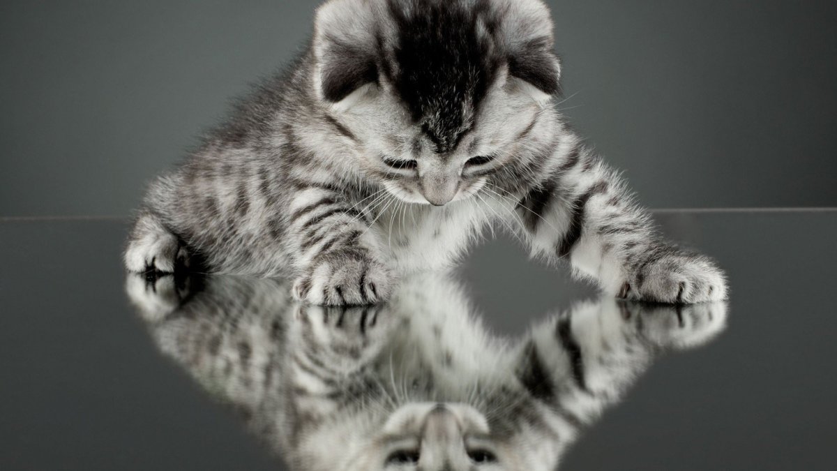 Заставки на телефон кошки