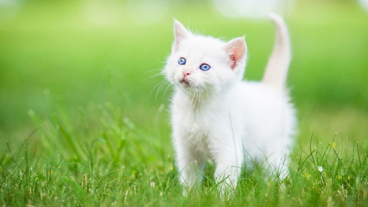 Милые кошечки