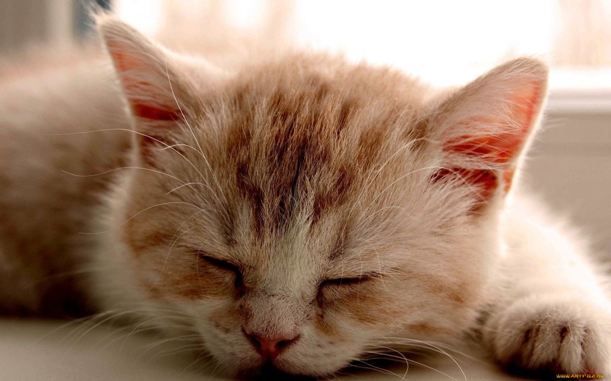 Милые котики