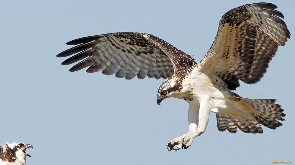 Ястреб дербник