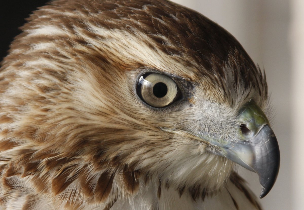 Орлан белохвост Омская область