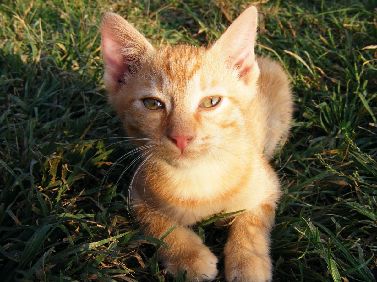 Молодой котик