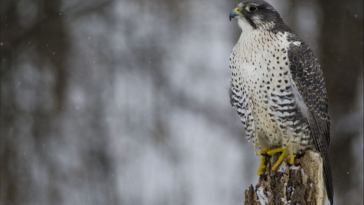 Орлан-белохвост охотится