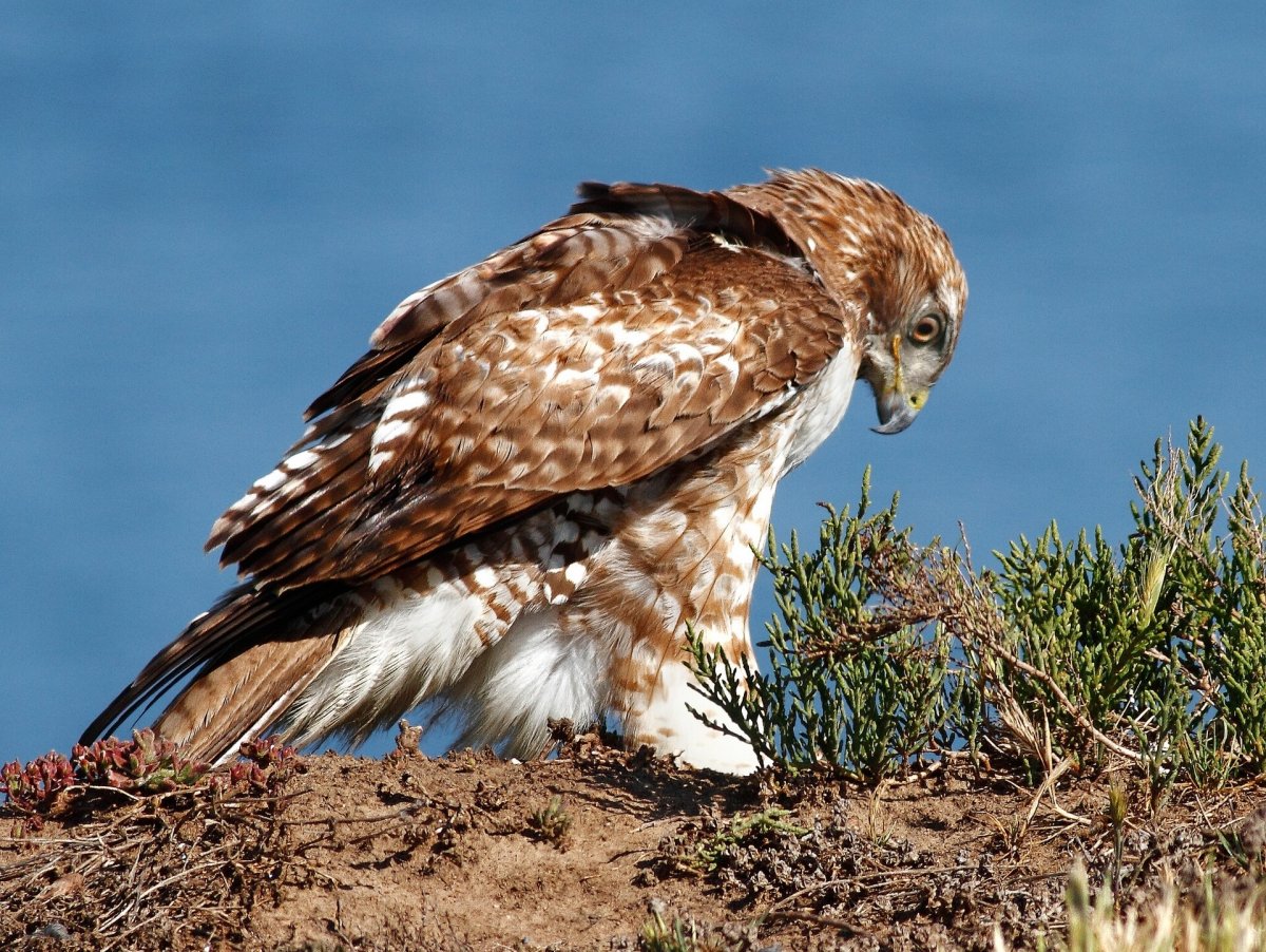 Сокол тетеревятник