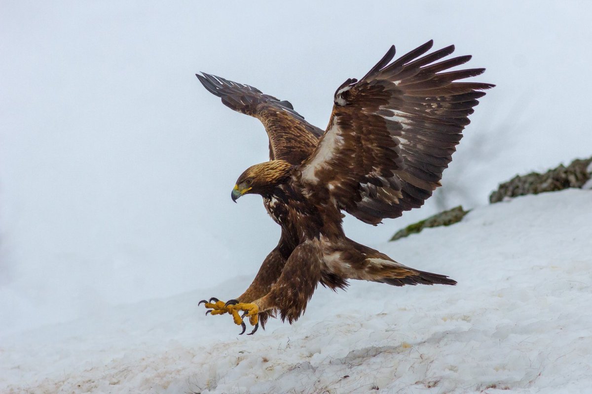Беркут Скопа