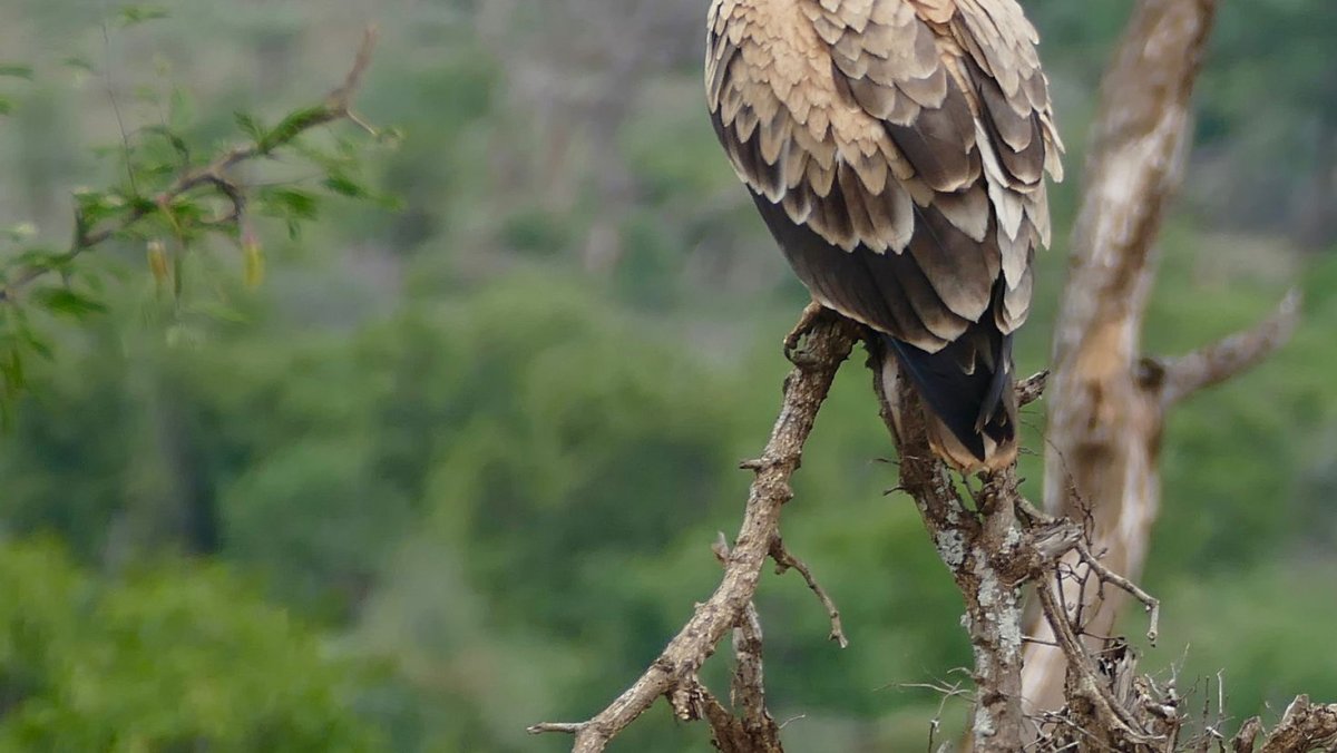 Ястреб краснохвостый Сарыч