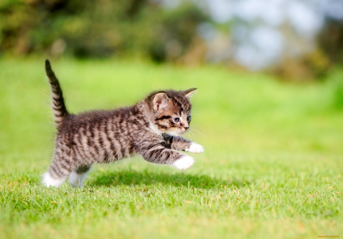 Кошка маленькая