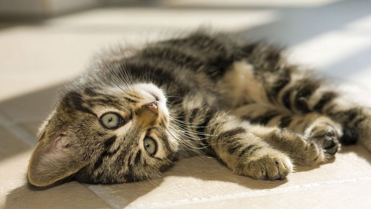 Полосатый котенок