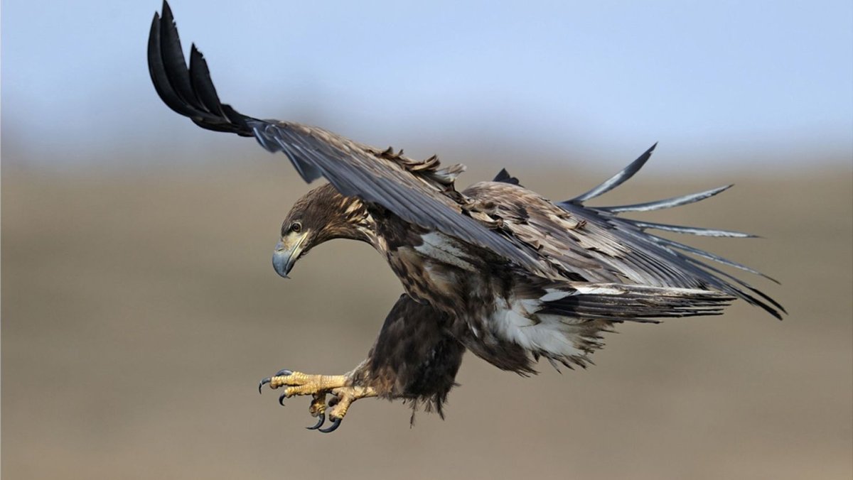 Беркут золотой Орел