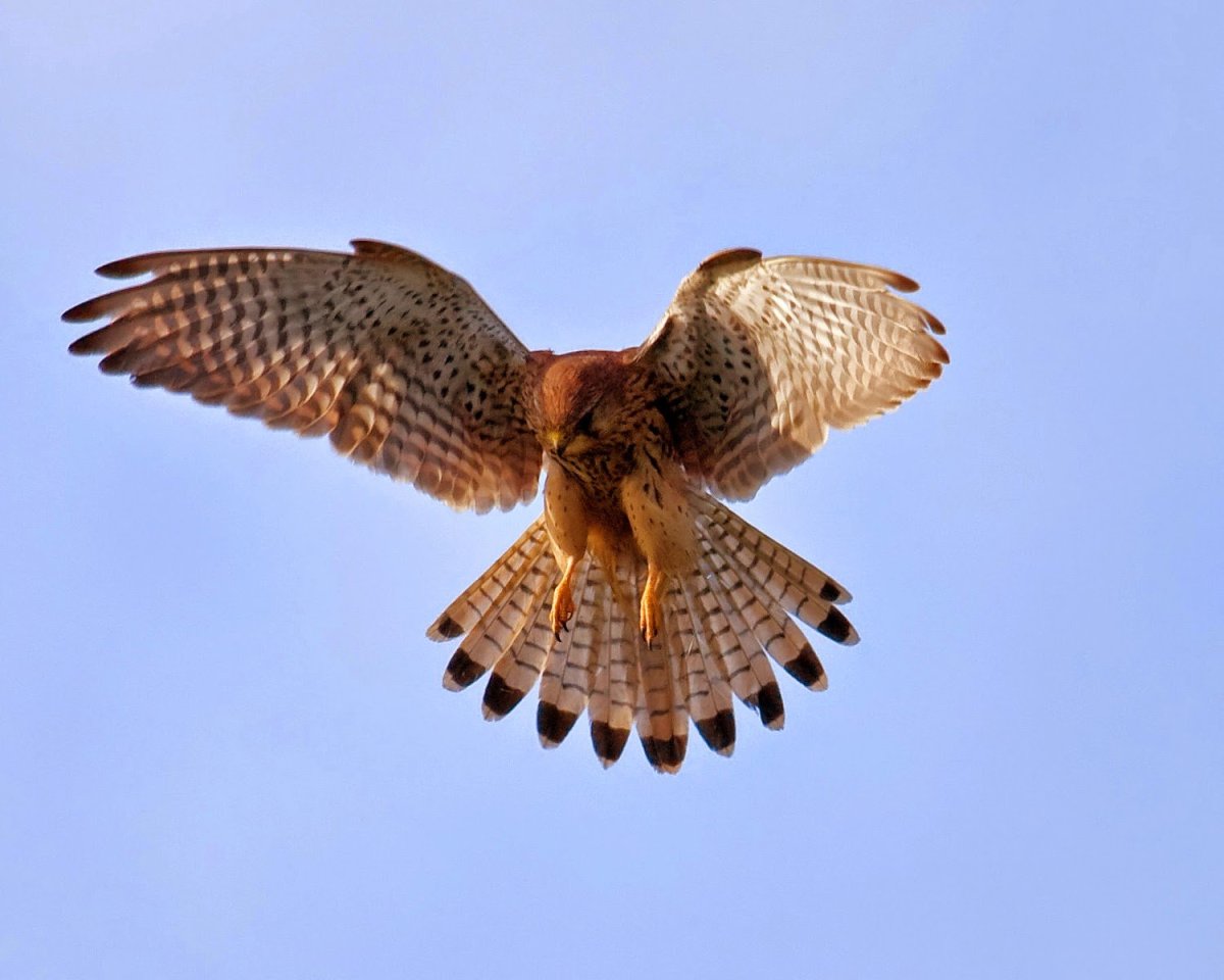 Сокол ястреб Коршун