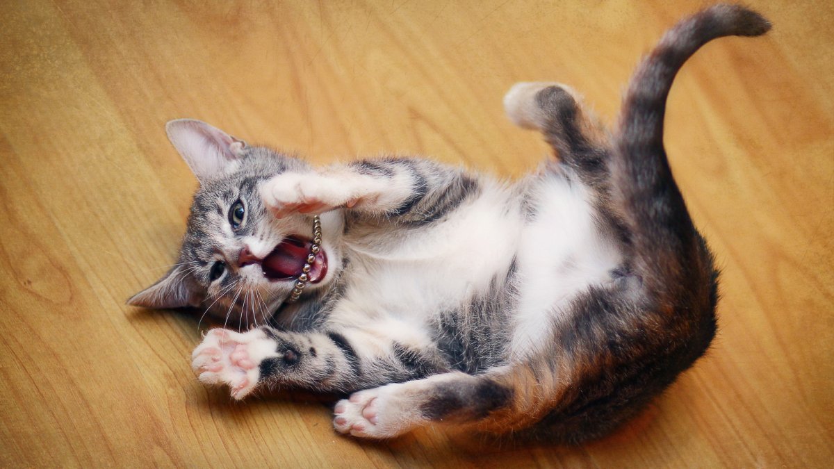 Котята играются