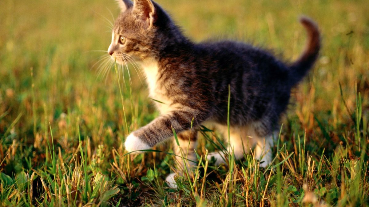 Котята на рабочий стол