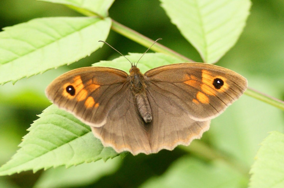 Бабочки коричневого цвета